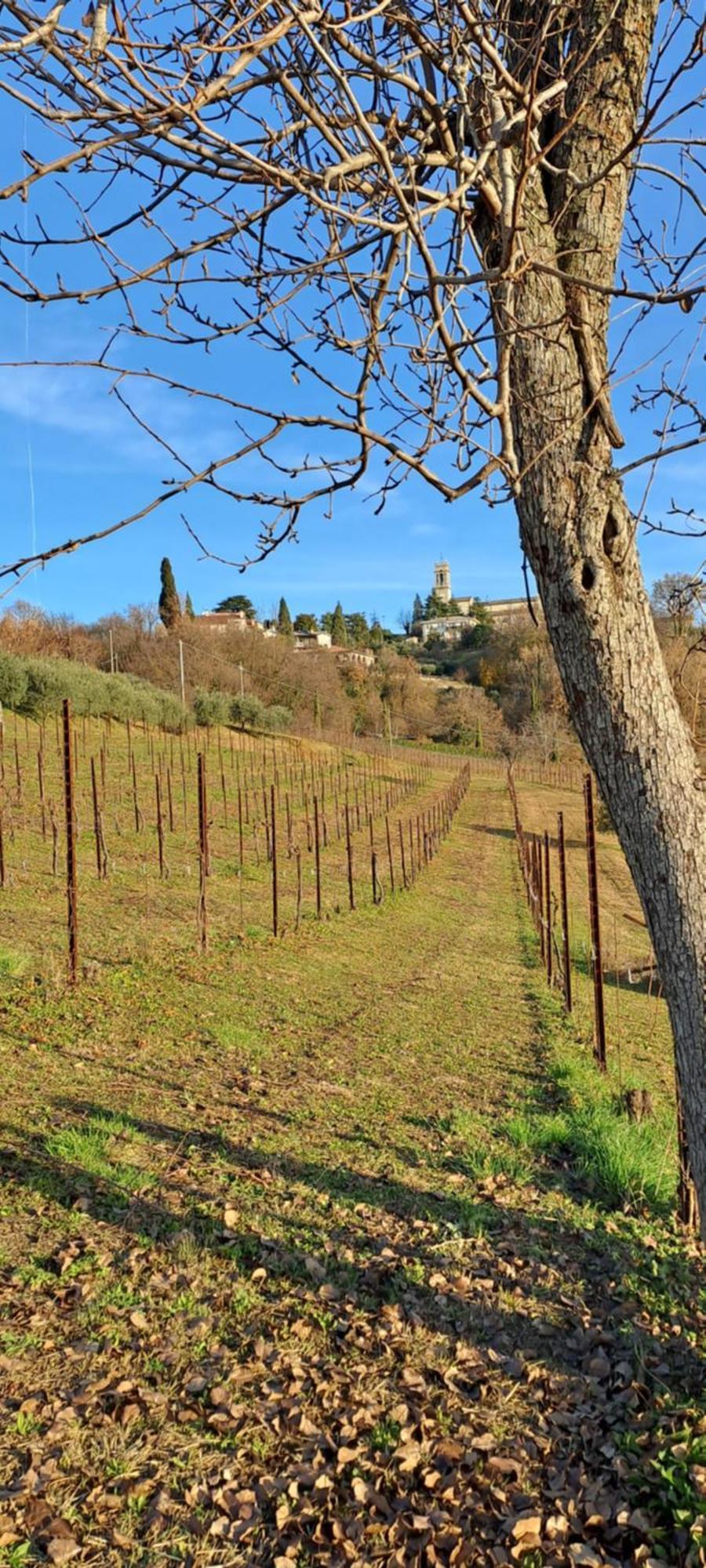 Bed and Breakfast Il Giuggiolo Conegliano Exteriér fotografie