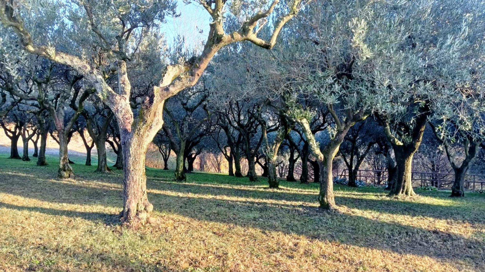 Bed and Breakfast Il Giuggiolo Conegliano Exteriér fotografie