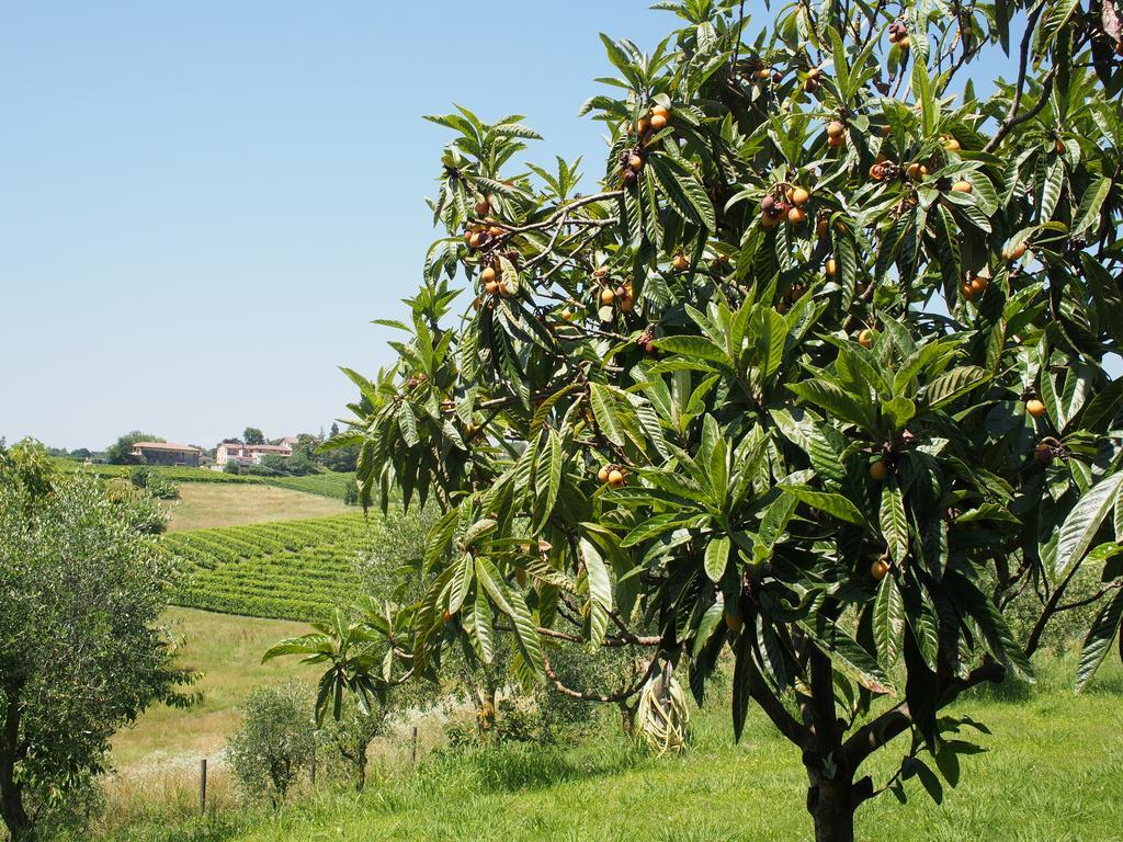 Bed and Breakfast Il Giuggiolo Conegliano Exteriér fotografie